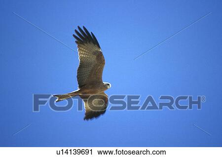 bird, animal, beige, aves, animals, andreas View Large Photo Image Stock Image - bird, animal, beige, aves, animals, andreas. Fotosearch