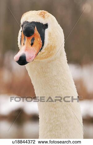 bird, animals, bill, beak, aves, alfred View Large Photo Image Stock Image - bird, animals, bill, beak, aves, alfred. Fotosearch
