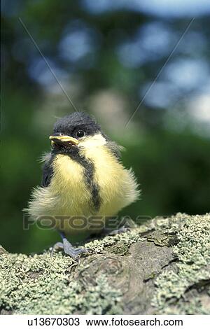 bird, aves, bill, Bernhard, beak, animals View Large Photo Image Stock Image - bird, aves, bill, Bernhard, beak, animals. Fotosearch