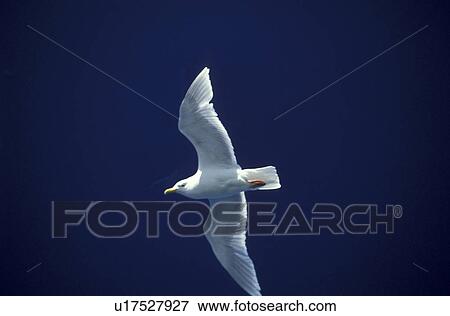 Stock Photo - bird, aves, bill, Bernhard, beak, animals. Fotosearch