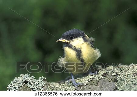 bird, aves, bill, Bernhard, beak, animals View Large Photo Image Stock Photograph - bird, aves, bill, Bernhard, beak, animals. Fotosearch