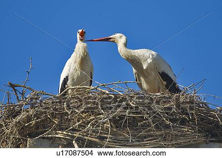 birds, animal, bird nests, bird, animals, alfred View Large Photo Image Picture - birds, animal, bird nests, bird, animals, alfred. Fotosearch