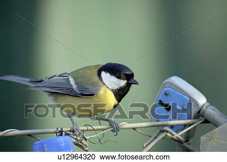 blue tit, bird, chickadee, Vogelfotografie, birds, great titmouse, closed View Large Photo Image Stock Image - blue tit, bird, chickadee, Vogelfotografie, birds, great titmouse, closed. Fotosearch