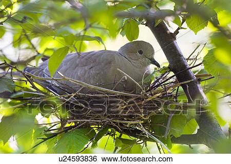 Stock Photograph - brütende, brütender, brütet, tree, brütendes, Streptopelia decaocto, collared dove. Fotosearch