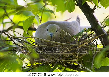 brütende, brütender, brütet, tree, brütendes, Streptopelia decaocto, collared dove View Large Photo Image Stock Photograph - brütende, brütender, brütet, tree, brütendes, Streptopelia decaocto, collared dove. Fotosearch