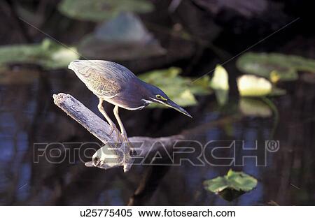 CLOSE, america, bird, aves, animals, close-up, America View Large Photo Image Stock Photography - CLOSE, america, bird, aves, animals, close-up, America. Fotosearch