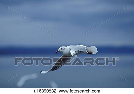 Stock Image - close-up, animals, CLOSE, bird, aves, dusk, abenddaemmerung. Fotosearch