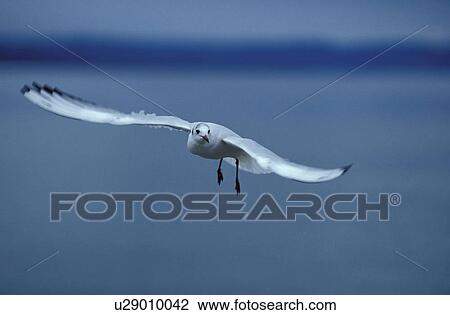 Stock Image - close-up, animals, CLOSE, bird, aves, dusk, abenddaemmerung. Fotosearch