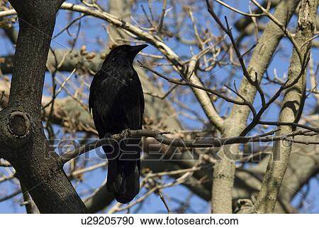 Corvidae, ravens, bird, Corvus, tree, branch, branches View Large Photo Image Stock Image - Corvidae, ravens, bird, Corvus, tree, branch, branches. Fotosearch