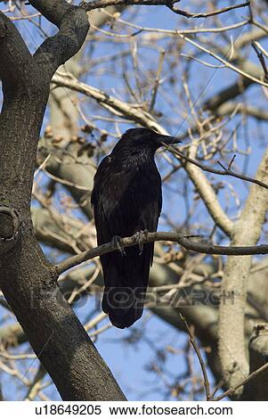 Stock Photography - Corvidae, ravens, bird, Corvus, tree, branch, branches. Fotosearch