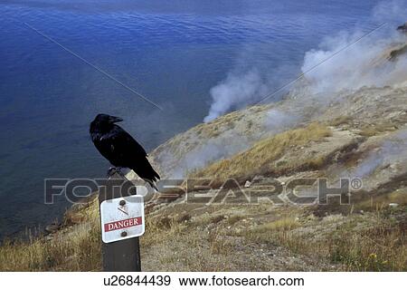 danger, bird, crow, corvidae, black, dangerous, aves View Large Photo Image Stock Photo - danger, bird, crow, corvidae, black, dangerous, aves. Fotosearch