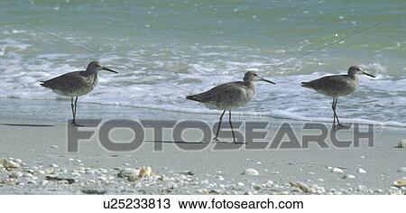 day, aves, bird, beach, banks, animals View Large Photo Image Stock Image - day, aves, bird, beach, banks, animals. Fotosearch