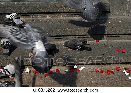 Stock Image - disease carriers, bird, bugs, bottom, birds, animal. Fotosearch