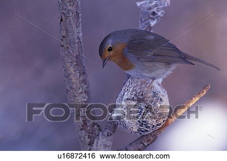 Drosselvögel, Drosselvogel, Erithacus rubecula, Insektenjäger, Kehlfleck, Meisenknoedel, Parkbewohner View Large Photo Image Stock Photograph - Drosselvögel, Drosselvogel, Erithacus rubecula, Insektenjäger, Kehlfleck, Meisenknoedel, Parkbewohner. Fotosearch