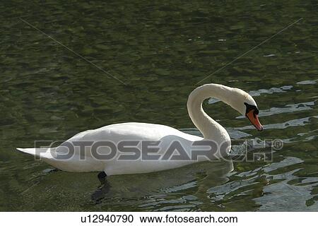 Stock Image - entenvoegel, animals, anseriforme, aves, berne, bill, bird. Fotosearch