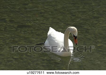 Stock Image - entenvoegel, animals, anseriforme, aves, berne, bill, bird. Fotosearch
