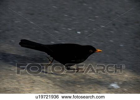 fast, Austria, escape, blackbird, bird, alexander View Large Photo Image Stock Photograph - fast, Austria, escape, blackbird, bird, alexander. Fotosearch