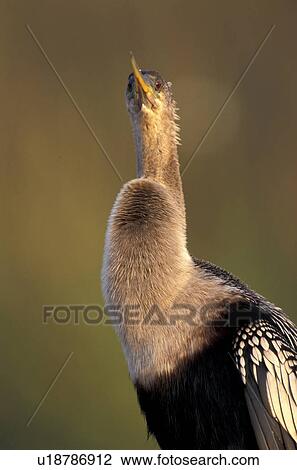 federn, abenddaemmerung, anhinga, animals, aves View Large Photo Image Stock Image - federn, abenddaemmerung, anhinga, animals, aves. Fotosearch