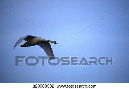 federn, abenddaemmerung, animals, aves View Large Photo Image Stock Image - federn, abenddaemmerung, animals, aves. Fotosearch