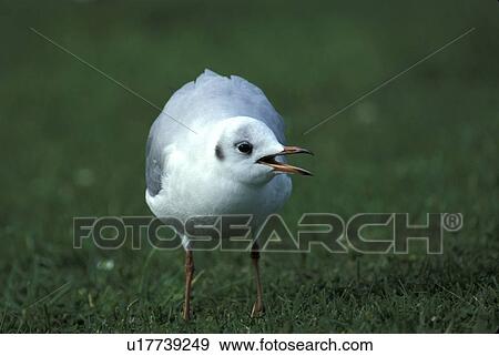 federn, abenddaemmerung, animals, aves, beak View Large Photo Image Stock Photo - federn, abenddaemmerung, animals, aves, beak. Fotosearch