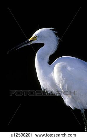 Stock Image - federn, abenddaemmerung, animals, ardeidae, aves. Fotosearch