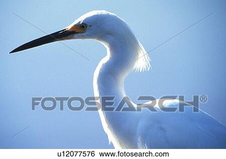 Stock Photograph - federn, abenddaemmerung, animals, ardeidae, aves. Fotosearch