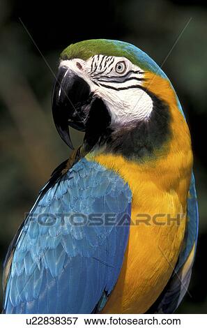 federn, animals, arara, aves View Large Photo Image Stock Photo - federn, animals, arara, aves. Fotosearch