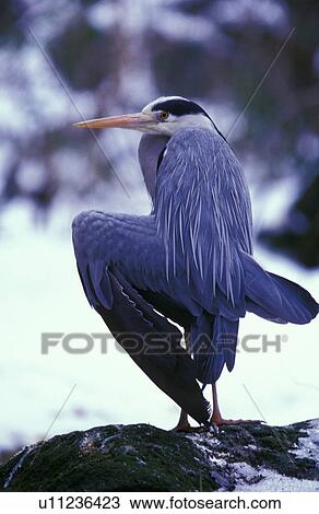 federn, animals, ardea, ardeidae, aves View Large Photo Image Stock Image - federn, animals, ardea, ardeidae, aves. Fotosearch