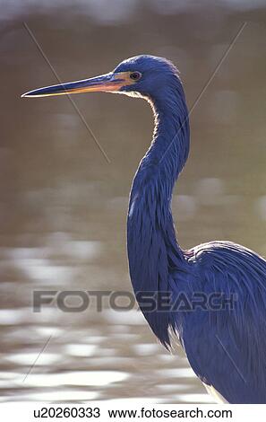 federn, animals, ardeidae, aves View Large Photo Image Stock Image - federn, animals, ardeidae, aves. Fotosearch