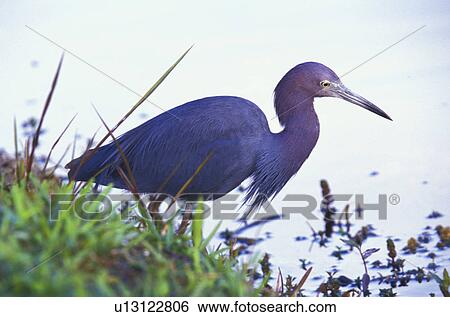 federn, animals, ardeidae, aves View Large Photo Image Stock Photograph - federn, animals, ardeidae, aves. Fotosearch