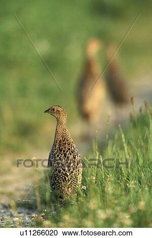 Stock Image - federn, animals, aves, back view, bird. Fotosearch