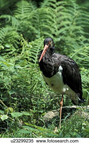 federn, animals, aves, beak, bill View Large Photo Image Stock Photography - federn, animals, aves, beak, bill. Fotosearch