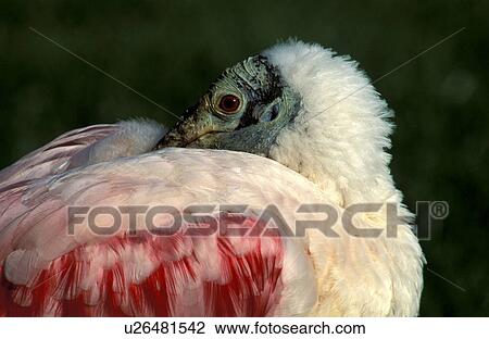 federn, animals, aves, beak View Large Photo Image Stock Image - federn, animals, aves, beak. Fotosearch