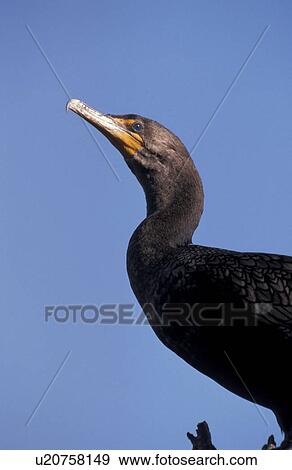 Stock Photo - federn, animals, aves, beak. Fotosearch