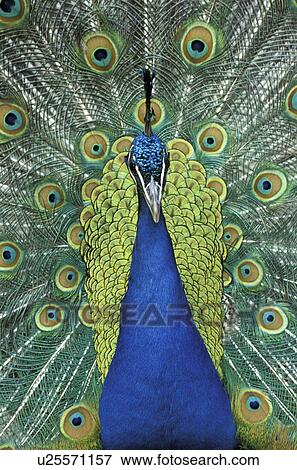 federn, animals, aves, beak View Large Photo Image Stock Photo - federn, animals, aves, beak. Fotosearch