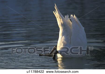 federn, animals, aves, bird, body View Large Photo Image Stock Image - federn, animals, aves, bird, body. Fotosearch