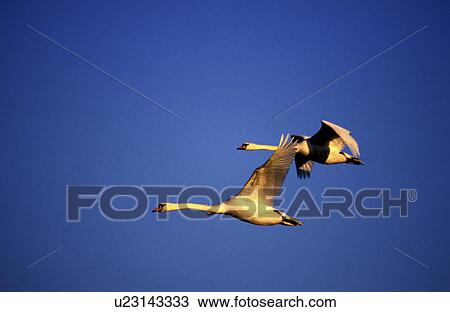 federn, animals, aves, bird View Large Photo Image Stock Image - federn, animals, aves, bird. Fotosearch