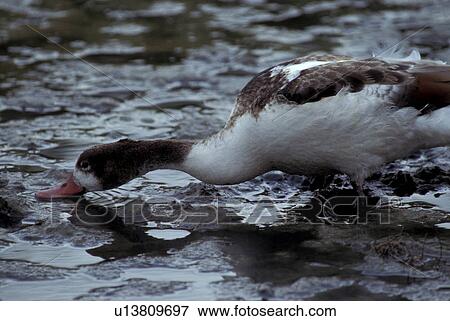 federn, erde, abenddaemmerung, anatinae, animals, anserinae View Large Photo Image Stock Photo - federn, erde, abenddaemmerung, anatinae, animals, anserinae. Fotosearch