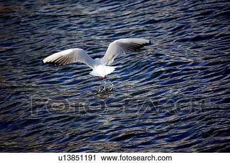 Stock Image - fishing, bird, czech, capture, blue, fly, animal. Fotosearch
