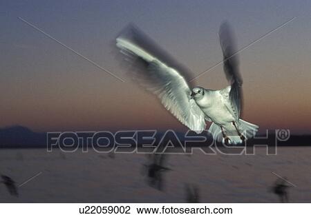Stock Image - fly, aves, close-up, CLOSE, bird, Jan, animals. Fotosearch