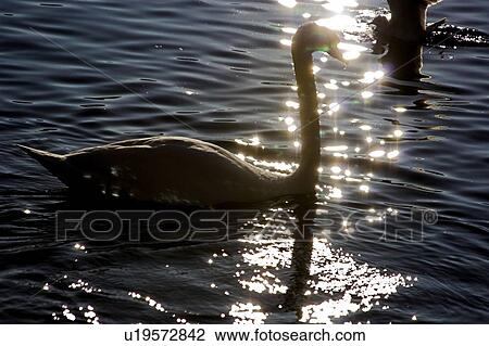 greifensee, bill, Fischer, ducks, bird, lake, avian flu View Large Photo Image Stock Image - greifensee, bill, Fischer, ducks, bird, lake, avian flu. Fotosearch