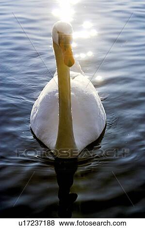 greifensee, bill, Fischer, ducks, bird, lake, avian flu View Large Photo Image Stock Photo - greifensee, bill, Fischer, ducks, bird, lake, avian flu. Fotosearch