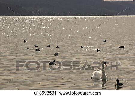 Stock Image - lake, bathe, germany, bird, beach, animal. Fotosearch