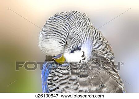 pet, alfred, australian, aves, bird View Large Photo Image Stock Photo - pet, alfred, australian, aves, bird. Fotosearch