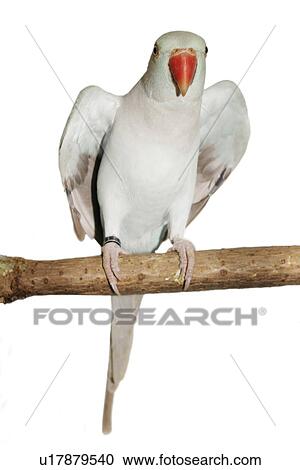 pet, alfred, aves, bird, bough View Large Photo Image Stock Image - pet, alfred, aves, bird, bough. Fotosearch