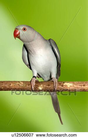 pet, alfred, aves, bird, bough View Large Photo Image Stock Photo - pet, alfred, aves, bird, bough. Fotosearch