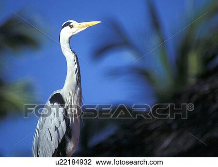 Stock Image - stelzvogel, aichner, animals, ardeidae, aves. Fotosearch