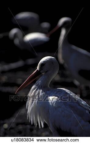 stelzvogel, animals, aves, bird, ciconiidae, ciconiiformes, CLOSE View Large Photo Image Picture - stelzvogel, animals, aves, bird, ciconiidae, ciconiiformes, CLOSE. Fotosearch