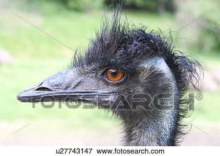 strauss, alfred, animals, aves, bird View Large Photo Image Stock Photo - strauss, alfred, animals, aves, bird. Fotosearch