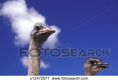 strauss, animals, aves, bird, blue, camelus, cloud View Large Photo Image Stock Image - strauss, animals, aves, bird, blue, camelus, cloud. Fotosearch
